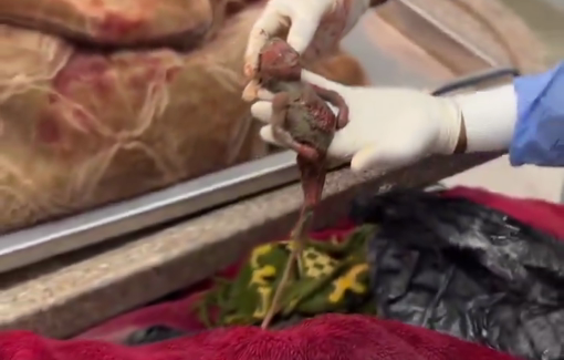 Thumbnail preview image for the video titled: Fetus, beheaded child among 200 children Israel killed in 72 hours