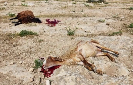 Thumbnail preview image for the video titled: Israeli settlers violently attacked a Palestinian shepherd and several resifents in Jinba