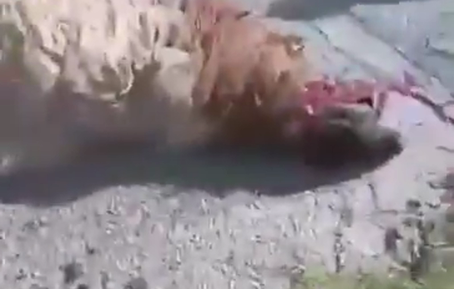 Thumbnail preview image for the video titled: An Israeli settler drove his vehicle into a herd of sheep near the village of Wad Rahhal