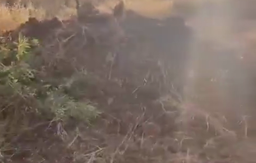 Thumbnail preview image for the video titled: Israeli settler militias uprooted scores of olive trees on the outskirts of the town of Turmus Ayya