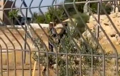 Thumbnail preview image for the video titled: Settlers invade Umm al-Kheir and build fence under military protection
