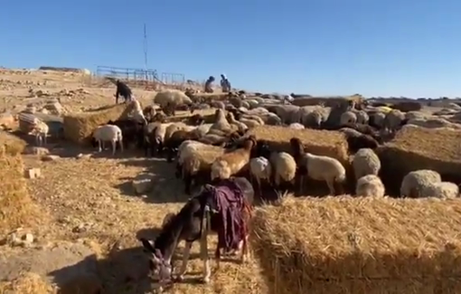 Thumbnail preview image for the video titled: Settlers invaded Tuba land and grazed their sheep on the haystacks belonging to local residents