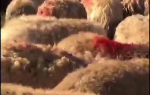 Thumbnail preview image for the video titled: Harassed on a daily basis, the shepherding communities of the Jordan Valley are on the verge of forced displacement