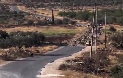 Thumbnail preview image for the video titled: Israeli settlers destroy the road connecting the towns of Aqraba and Majdal Bani Fadel, southeast of Nablus