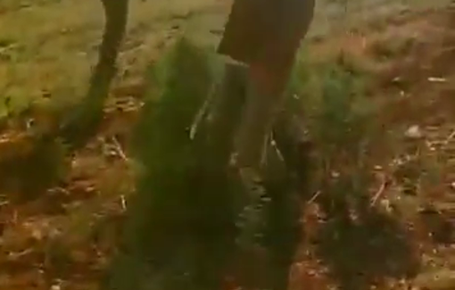 Thumbnail preview image for the video titled: Israeli settler militias harass local Palestinian herders in the village of Beit Hasan