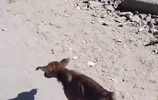 Thumbnail preview image for the video titled: Stray dog, walking skin and bones