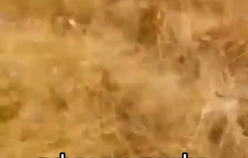 Thumbnail preview image for the video titled: Moshe Sharvit from the illegal outpost "Neva Tirzah" brought his cattle, as usual, into Beit Hassan’s farmland in Area B