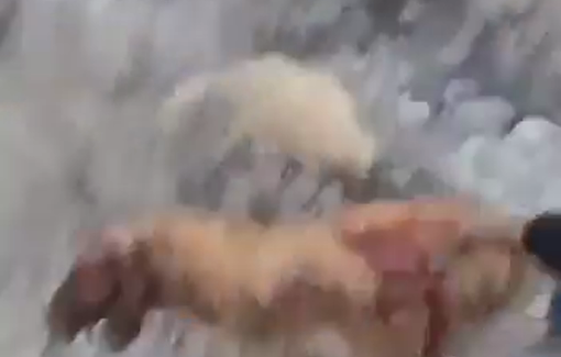 Thumbnail preview image for the video titled: In Al-Malih, settler militias—backed by the israeli army—killed 117 sheep with bullets and knives