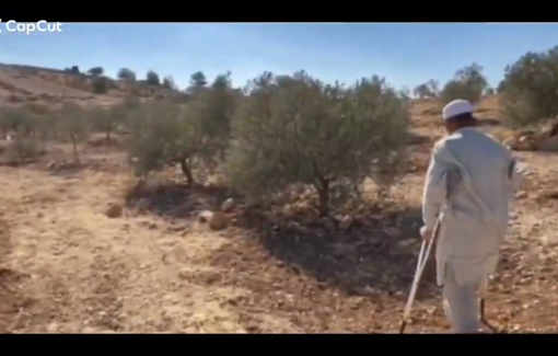 Thumbnail preview image for the video titled: A young settler entered Sheikh Saeed’s olive grove in Rakheez with a flock of sheep, mocking him for his missing leg