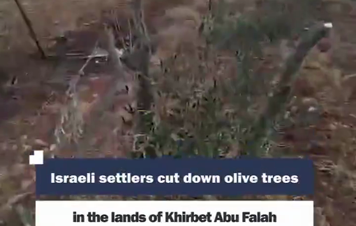 Thumbnail preview image for the video titled: Israeli settlers uprooted olive trees in the lands of Khirbet Abu Falah