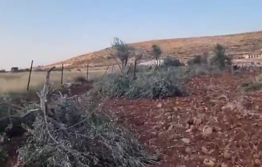 Thumbnail preview image for the video titled: Settler gangs uprooted around 100 olive belonging to Palestinians in the Marj Si’ plain
