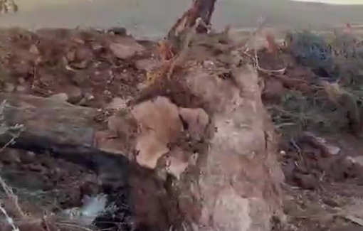 Thumbnail preview image for the video titled: Israeli soldiers and settlers uprooted thousands of olive trees in Al-Mughayyir