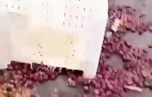 Thumbnail preview image for the video titled: Israeli forces demolished the Beita's vegetable market without prior notice