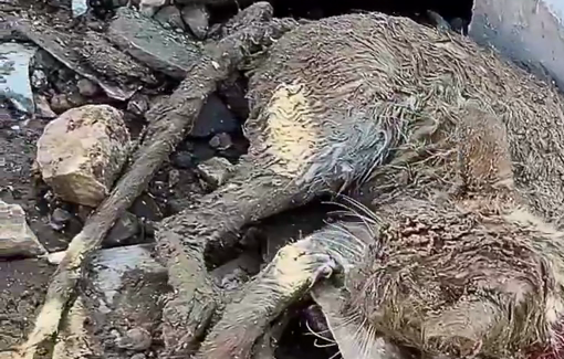 Thumbnail preview image for the video titled: Cat wounded in Israeli bombardment of Gaza City