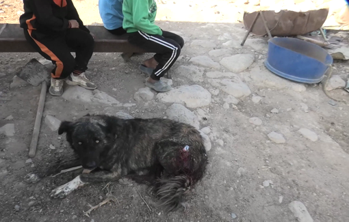 Thumbnail preview image for the video titled: Settlers from the illegal outpost near Ras al-Ein abusing of their goats and dogs