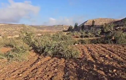 Thumbnail preview image for the video titled: Israeli settlers cut down 120 olive trees in the Marj Sa'iya plain, between Al-Mughayir and Abu Falah