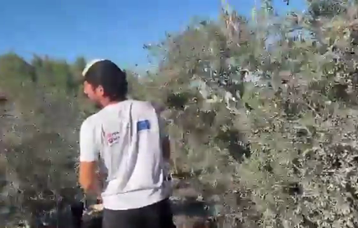 Thumbnail preview image for the video titled: Armed Israeli settlers attacked Palestinians while harvesting olive trees in the town of Huwwara