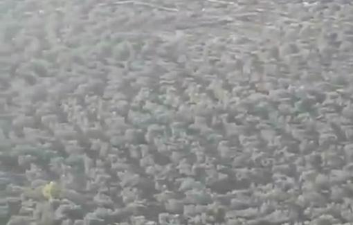 Thumbnail preview image for the video titled: Settlers attack olive harvesters in the lands of Qablan village, south of Nablus