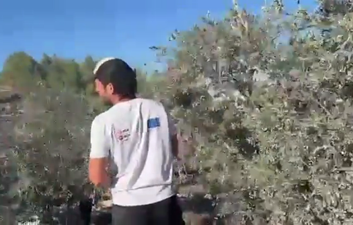 Thumbnail preview image for the video titled: Armed settlers attack farmers and olive pickers in the town of Huwara