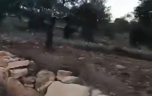 Thumbnail preview image for the video titled: Israeli settlers opened fire at Palestinian vehicles in the town of Sinjil, north of Ramallah