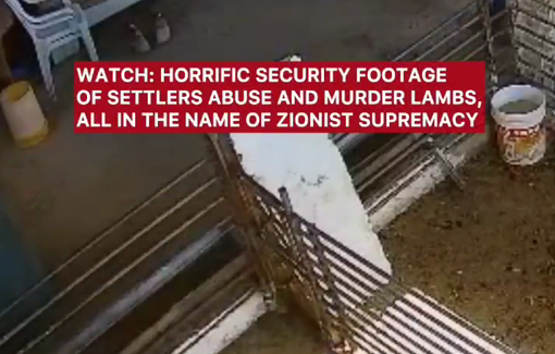 Thumbnail preview image for the video titled: Shocking footage of sadistic abuse and the killing of lambs by settlers in Samoa