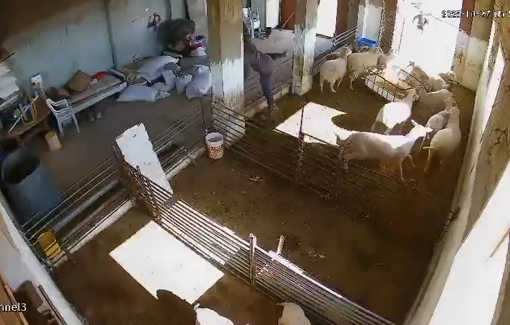Thumbnail preview image for the video titled: Settlers mercilessly beat up sheep and lambs in a Palestinian farm in Samoa