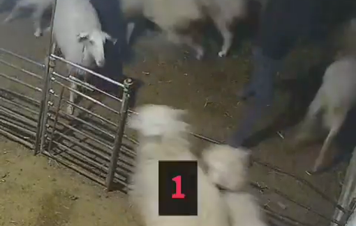 Thumbnail preview image for the video titled: Settlers viciously murdered sheep, damaged property, and assaulted family members in Samoa , Wadi Jeheish