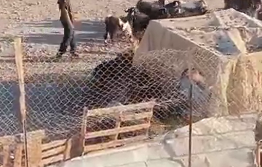 Thumbnail preview image for the video titled: Israeli settlers released their livestock in the village of Shallal Al-Auja harassing Palestinian residents and farmers