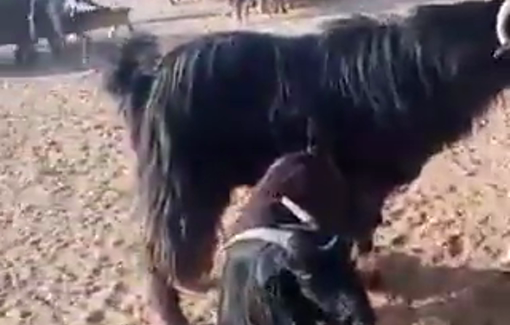 Thumbnail preview image for the video titled: Settlers released their livestock onto the citizens’ lands in the village of Shallal al-Auja