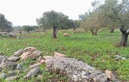 Thumbnail preview image for the video titled: Israeli settlers released their sheep in the Palestinian olive fields in Khirbet Masoud