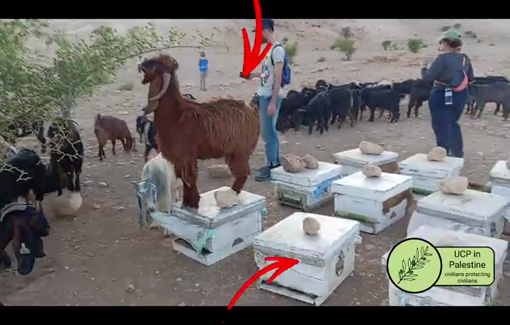 Thumbnail preview image for the video titled: Settlers in Ras al-Ein destroyed beehives for two days straight, bringing goats to trample them OCT 17