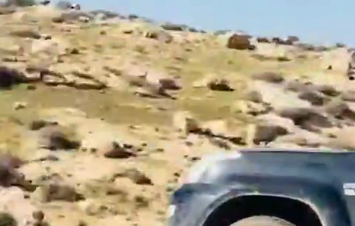 Thumbnail preview image for the video titled: Israeli settlers, under the protection of soldiers, chase sheep herders in Khirbet Rujum al-Ala