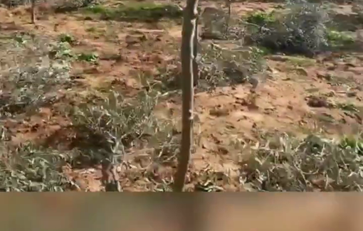Thumbnail preview image for the video titled: About 500 olive trees were cut down on Monday night in the al-Farash area near Susiya