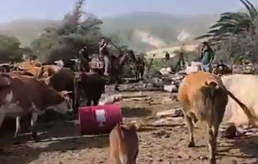 Thumbnail preview image for the video titled: In Fasayil, settlers arrive daily with a herd of cows to harass and threaten the family.