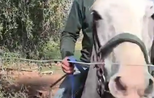 Thumbnail preview image for the video titled: In Fasayil, they arrive daily with a herd of cows to harass and threaten the family