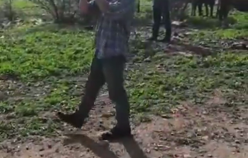 Thumbnail preview image for the video titled: Settlers went with a herd of cows on the grounds of the family's home in Fasayil