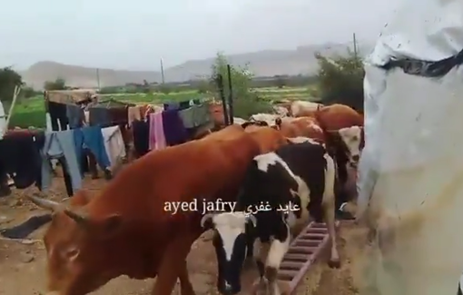 Thumbnail preview image for the video titled: Imagine settlers marching cattle through your living room. That’s what happened to Abdel Hadi Obayat in Fasayil