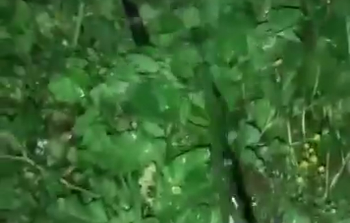 Thumbnail preview image for the video titled: To force the Abayat family to leave their land, settlers cut the water pipes