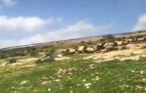Thumbnail preview image for the video titled: Israeli settlers expel farmers' livestock in Khirbet Samra in the northern Jordan Valley