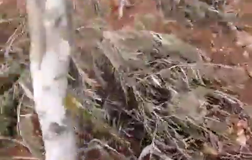 Thumbnail preview image for the video titled: Israeli settlers uprooted olive trees from Palestinian lands in Jabal Qmas in southern Nablus