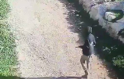 Thumbnail preview image for the video titled: A settler -together with a security coordinator stealing 300 sheep from a Palestinian family from Mukhmas