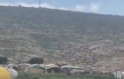 Thumbnail preview image for the video titled: Israeli settler militias are harassing and chasing Palestinian herders and their flocks away from grazing areas in Khirbet Samra