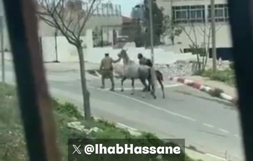 Thumbnail preview image for the video titled: Israeli settlers attacked the Christian village of Taybeh in the West Bank and stole two horses from a Christian family