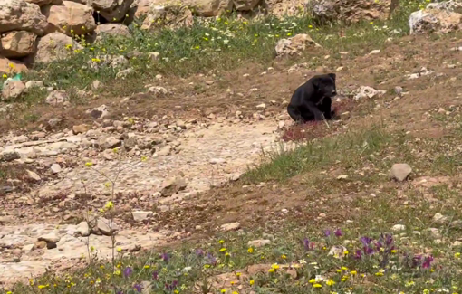 Thumbnail preview image for the video titled: In Khirbet al-Marajem, Mohammad and Linda are now living next to the ruins of their home after it was demolished by the Israeli army