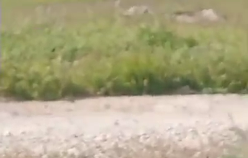 Thumbnail preview image for the video titled: An Israeli settler is stealing grain crops from a Palestinian farmer in the Huwara area of Masafer Yatta
