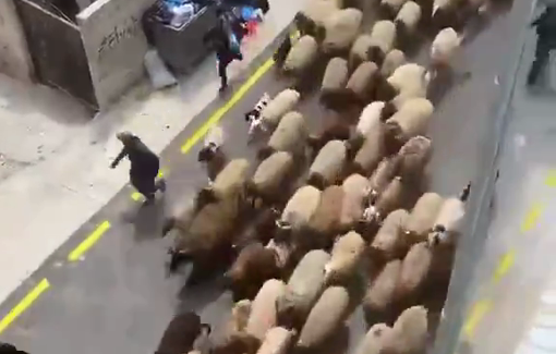 Thumbnail preview image for the video titled: Residents and youth of the village of Al-Mughayyir managed to recover sheep that had been stolen by Jewish settlers