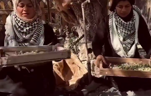 Thumbnail preview image for the video titled: Palestinians in Gaza are harvesting olives despite the risks they face due to the presence of Israeli soldiers near their lands