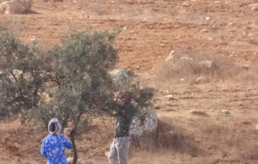 Thumbnail preview image for the video titled: Settlers from Susya illegal settlement hurried to raid the olive groves of the village of Susiya